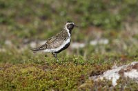 LBL1903102-1200  Golden Plover (Hjejle), Pluvialis apricaria, Komagdalen, Varanger. © Leif Bisschop-Larsen / Naturfoto.