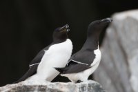 LBL1903149-1200  Razorbill (Alk), Alca torda, Hornøya, Varanger. © Leif Bisschop-Larsen / Naturfoto.