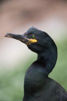 LBL1903196-1200  Shag (Topskarv), Phalacrocarbo aristotelis, Hornøya, Varanger. © Leif Bisschop-Larsen / Naturfoto.