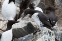 LBL1903236-1200  Common Guillemot (Lomvie), Uria aalge, Hornøya, Varanger. © Leif Bisschop-Larsen / Naturfoto.