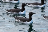 LBL1903335-1200  Common Guillemot (Lomvie), Uria aalge, Hornøya, Varanger. © Leif Bisschop-Larsen / Naturfoto.