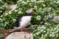 LBL1903384-1200  Puffin (Lunde), Fratercula arctica, Hornøya, Varanger. © Leif Bisschop-Larsen / Naturfoto.