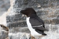 LBL1903394-1200  Razorbill (Alk), Alca torda, Hornøya, Varanger. © Leif Bisschop-Larsen / Naturfoto.