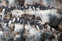 LBL1903442-1200  Common Guillemot (Lomvie), Uria aalge, Hornøya, Varanger. © Leif Bisschop-Larsen / Naturfoto.