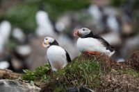 LBL1903455-1200  Puffin (Lunde), Fratercula arctica, Hornøya, Varanger. © Leif Bisschop-Larsen / Naturfoto.