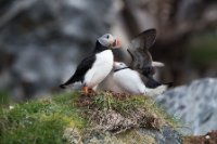 LBL1903485-1200  Puffin (Lunde), Fratercula arctica, Hornøya, Varanger. © Leif Bisschop-Larsen / Naturfoto.