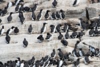 LBL1903499-1200  Brünnich's Guillemot (Polarlomvie), Uria lomvia and Common Guillemot (Lomvie), Uria aalge, Hornøya, Varanger. © Leif Bisschop-Larsen / Naturfoto.