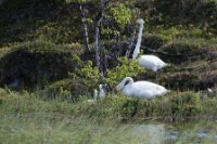 LBL1903524-1200  Whooper Swan (Sangsvane), Cygnus cygnus, Finnish Lapland. © Leif Bisschop-Larsen / Naturfoto.