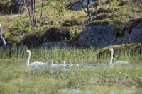 LBL1903531-1200  Whooper Swan (Sangsvane), Cygnus cygnus, Finnish Lapland. © Leif Bisschop-Larsen / Naturfoto.