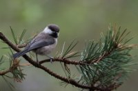 LBL1903607-1200  Siberian Tit (Lapmejse), Poecile cinctus, Finnish Lapland. © Leif Bisschop-Larsen / Naturfoto.